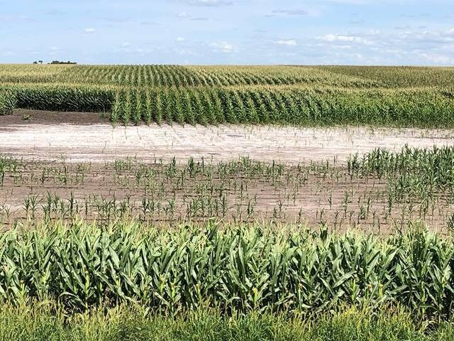 Saline soil